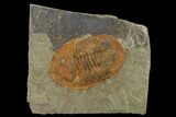 Orange, Ordovician Asaphellus Trilobite - Morocco #140537-1